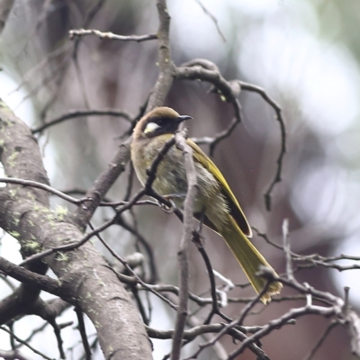 Nesoptilotis leucotis (White-eared Honeyeater) at Namadgi National Park - 16 Jan 2024 by Trevor