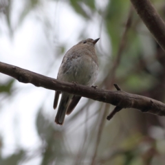 Petroica phoenicea at Namadgi National Park - 16 Jan 2024