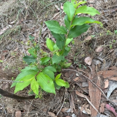 Prunus sp. (A Plum) at Aranda Bushland - 16 Jan 2024 by lbradley