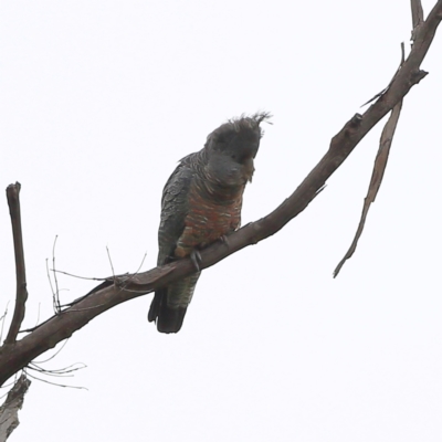 Callocephalon fimbriatum (Gang-gang Cockatoo) at Namadgi National Park - 15 Jan 2024 by Trevor