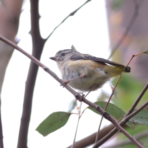 Pardalotus punctatus at Namadgi National Park - 16 Jan 2024