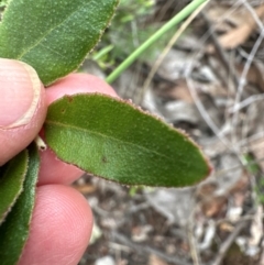 Eucalyptus macrorhyncha subsp. macrorhyncha (Red Stringybark) at Cook, ACT - 16 Jan 2024 by lbradley