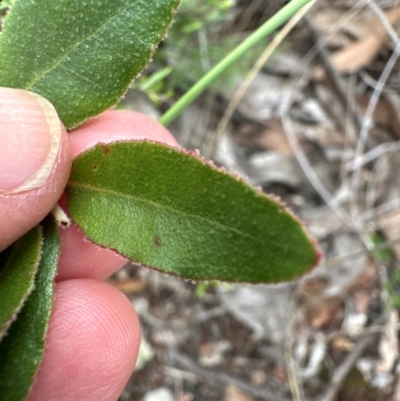 Eucalyptus macrorhyncha subsp. macrorhyncha (Red Stringybark) at Aranda Bushland - 16 Jan 2024 by lbradley