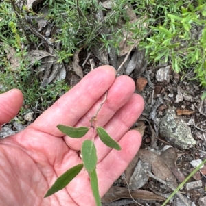 Eucalyptus macrorhyncha subsp. macrorhyncha at Cook, ACT - 16 Jan 2024