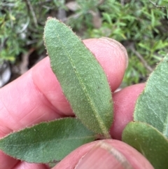 Eucalyptus macrorhyncha subsp. macrorhyncha at Cook, ACT - 16 Jan 2024 04:12 PM