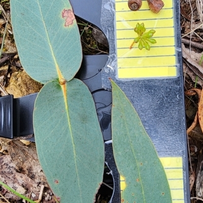 Eucalyptus dives (Broad-leaved Peppermint) at Googong Foreshore - 16 Jan 2024 by Steve818