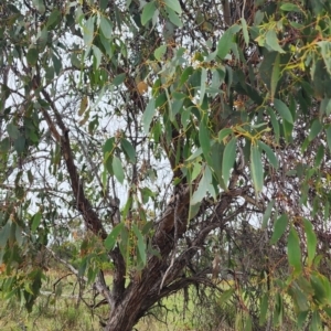 Eucalyptus dives at QPRC LGA - 16 Jan 2024 02:40 PM