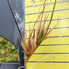 Themeda triandra (Kangaroo Grass) at Googong Reservoir - 16 Jan 2024 by Steve818