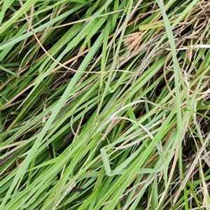 Themeda triandra at Googong Foreshore - 16 Jan 2024 02:24 PM