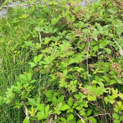 Rubus anglocandicans (Blackberry) at Googong Reservoir - 16 Jan 2024 by Steve818