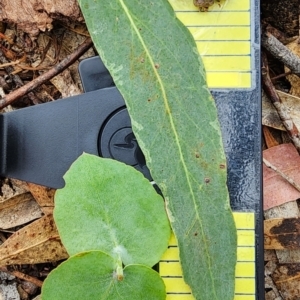 Eucalyptus bridgesiana at QPRC LGA - 16 Jan 2024 01:40 PM