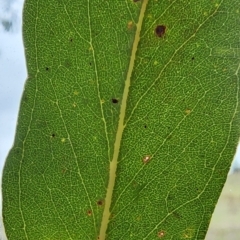 Eucalyptus bridgesiana at QPRC LGA - 16 Jan 2024 01:40 PM