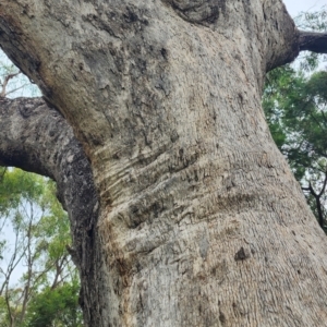 Eucalyptus bridgesiana at QPRC LGA - 16 Jan 2024 01:40 PM