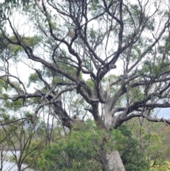 Eucalyptus bridgesiana at QPRC LGA - 16 Jan 2024 01:40 PM