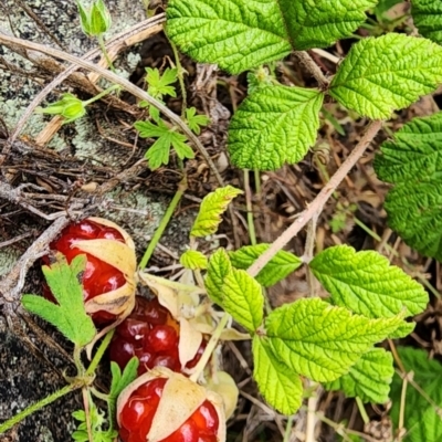 Rubus parvifolius (Native Raspberry) at Googong Foreshore - 16 Jan 2024 by Steve818