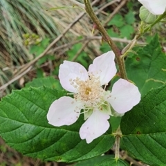 Rubus anglocandicans (Blackberry) at QPRC LGA - 16 Jan 2024 by Steve818