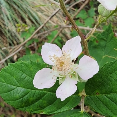 Rubus anglocandicans (Blackberry) at QPRC LGA - 16 Jan 2024 by Steve818