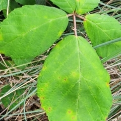 Rubus anglocandicans at QPRC LGA - 16 Jan 2024