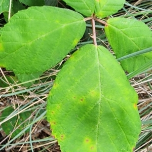 Rubus anglocandicans at QPRC LGA - 16 Jan 2024