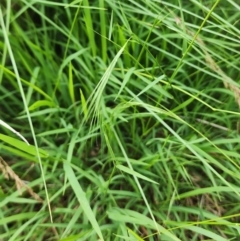 Microlaena stipoides at Googong Foreshore - 16 Jan 2024