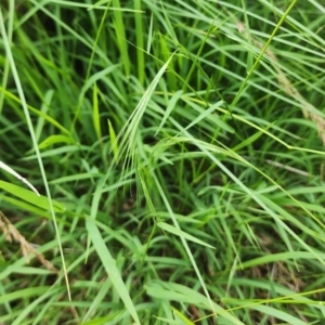 Microlaena stipoides at Googong Foreshore - 16 Jan 2024