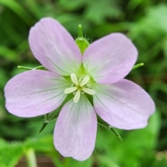 Geranium sp. (Geranium) at Googong Foreshore - 16 Jan 2024 by Steve818