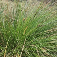 Carex appressa (Tall Sedge) at QPRC LGA - 16 Jan 2024 by Steve818