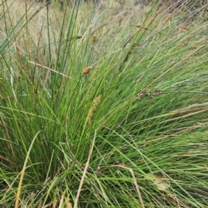 Carex appressa at Googong Foreshore - 16 Jan 2024