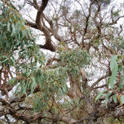 Eucalyptus nortonii (Large-flowered Bundy) at Googong Foreshore - 16 Jan 2024 by Steve818