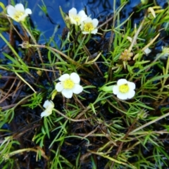 Ranunculus millanii at The Tops at Nurenmerenmong - 17 Dec 2022