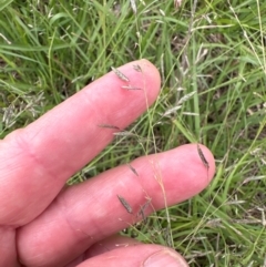 Eragrostis brownii (Common Love Grass) at Aranda Bushland - 16 Jan 2024 by lbradley