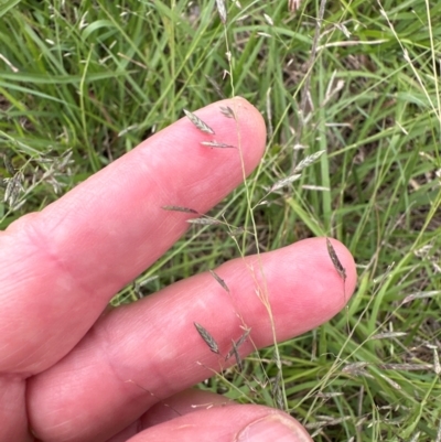 Eragrostis brownii (Common Love Grass) at Aranda Bushland - 16 Jan 2024 by lbradley