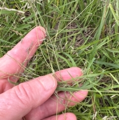 Eragrostis brownii at Cook, ACT - 16 Jan 2024