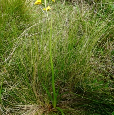 Diuris monticola (Highland Golden Moths) at The Tops at Nurenmerenmong - 6 Dec 2022 by peterchandler