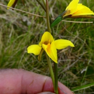 Diuris monticola at The Tops at Nurenmerenmong - suppressed