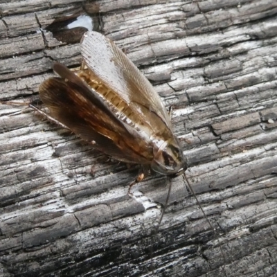 Johnrehnia contraria (Cockroach) at Mongarlowe River - 15 Jan 2024 by arjay