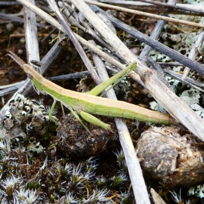 Keyacris scurra (Key's Matchstick Grasshopper) at The Tops at Nurenmerenmong - 19 Jan 2023 by peterchandler