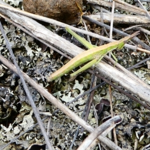 Keyacris scurra at The Tops at Nurenmerenmong - 19 Jan 2023