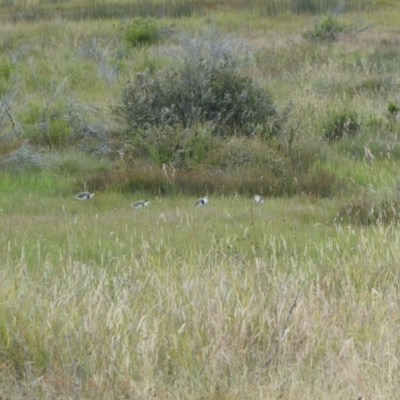 Vanellus miles (Masked Lapwing) at The Tops at Nurenmerenmong - 12 Feb 2023 by peterchandler