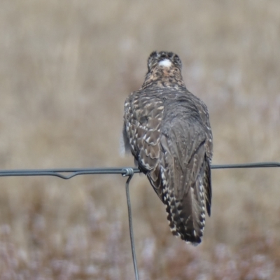 Cacomantis pallidus (Pallid Cuckoo) at The Tops at Nurenmerenmong - 28 Sep 2023 by peterchandler