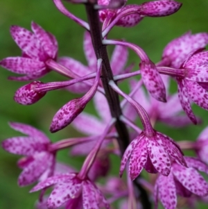 Dipodium punctatum at Mount Ainslie - suppressed