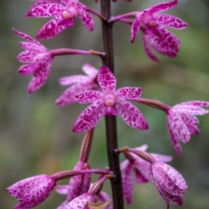 Dipodium punctatum at Mount Ainslie - suppressed