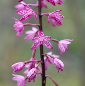 Dipodium punctatum at Mount Ainslie - suppressed