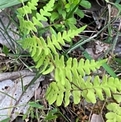 Histiopteris incisa (Bat's-Wing Fern) at Meroo National Park - 9 Dec 2023 by Tapirlord