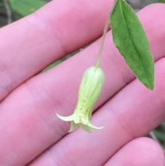 Billardiera mutabilis (Climbing Apple Berry, Apple Berry, Snot Berry, Apple Dumblings, Changeable Flowered Billardiera) at Meroo National Park - 9 Dec 2023 by Tapirlord