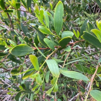 Acacia longifolia subsp. sophorae (Coast Wattle) at Meroo National Park - 9 Dec 2023 by Tapirlord