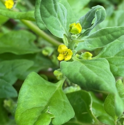 Tetragonia tetragonoides (Native Spinach, New Zealand Spinach) at Meroo National Park - 9 Dec 2023 by Tapirlord