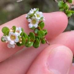 Baeckea imbricata (Coastal Baeckea, Heath Myrtle) at Meroo National Park - 9 Dec 2023 by Tapirlord