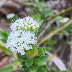 Platysace lanceolata (Shrubby Platysace) at Meroo National Park - 9 Dec 2023 by Tapirlord