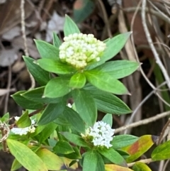 Platysace lanceolata at Meroo National Park - 9 Dec 2023 05:24 PM